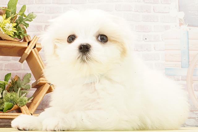 三重県のマルチーズ (Coo&RIKU津高茶屋店/2026年2月25日生まれ/男の子/ホワイト)の子犬の3枚目の画像