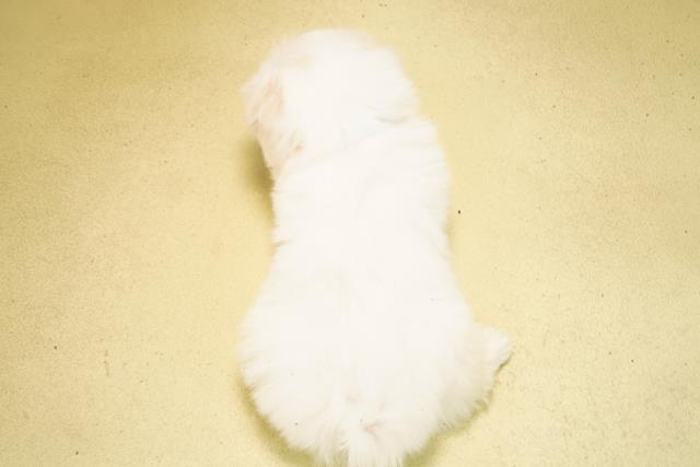 三重県のマルチーズ (Coo&RIKU津高茶屋店/2026年2月25日生まれ/男の子/ホワイト)の子犬の4枚目の画像