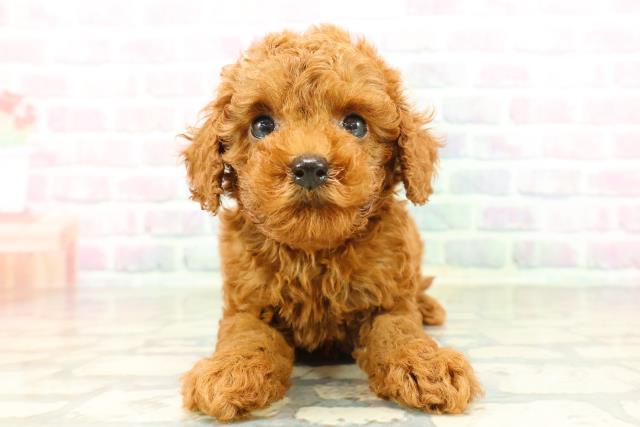 トイ・プードル