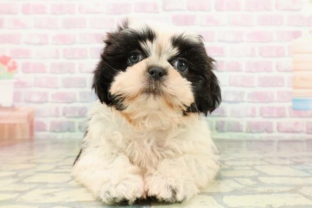 栃木県のシーズー (Coo&RIKUFKDインターパーク店/2026年2月27日生まれ/男の子/ホワイトブラック)の子犬の1枚目の画像