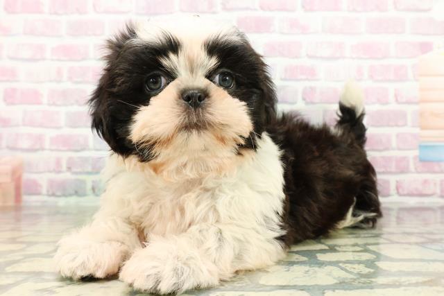 栃木県のシーズー (Coo&RIKUFKDインターパーク店/2026年2月27日生まれ/男の子/ホワイトブラック)の子犬の2枚目の画像