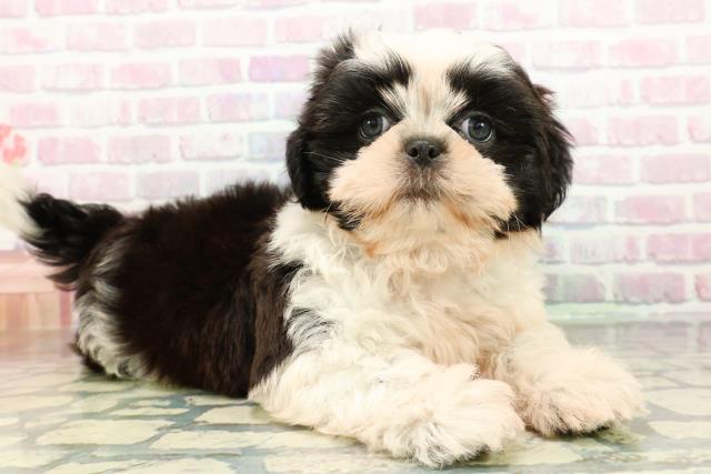 栃木県のシーズー (Coo&RIKUFKDインターパーク店/2026年2月27日生まれ/男の子/ホワイトブラック)の子犬の3枚目の画像