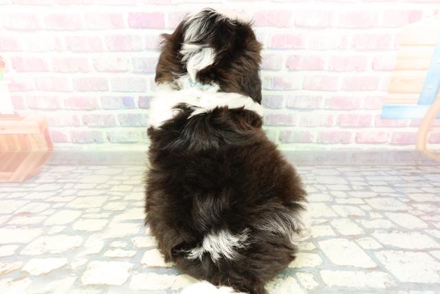 栃木県のシーズー (Coo&RIKUFKDインターパーク店/2026年2月27日生まれ/男の子/ホワイトブラック)の子犬の4枚目の画像