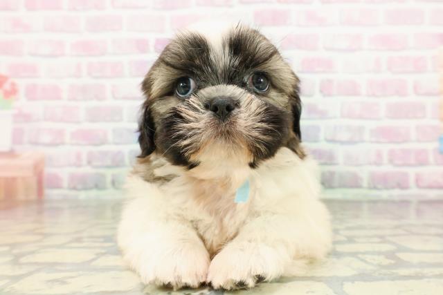 新潟県のシーズー (Coo&RIKU新潟東店/2026年3月2日生まれ/男の子/ホワイトゴールド)の子犬の1枚目の画像