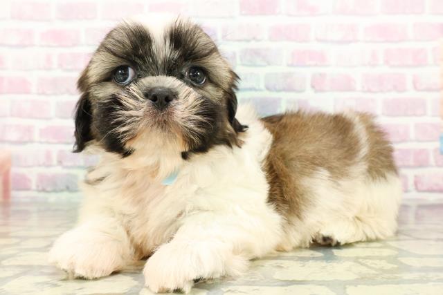 新潟県のシーズー (Coo&RIKU新潟東店/2026年3月2日生まれ/男の子/ホワイトゴールド)の子犬の2枚目の画像