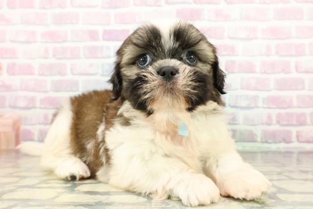 新潟県のシーズー (Coo&RIKU新潟東店/2026年3月2日生まれ/男の子/ホワイトゴールド)の子犬の3枚目の画像