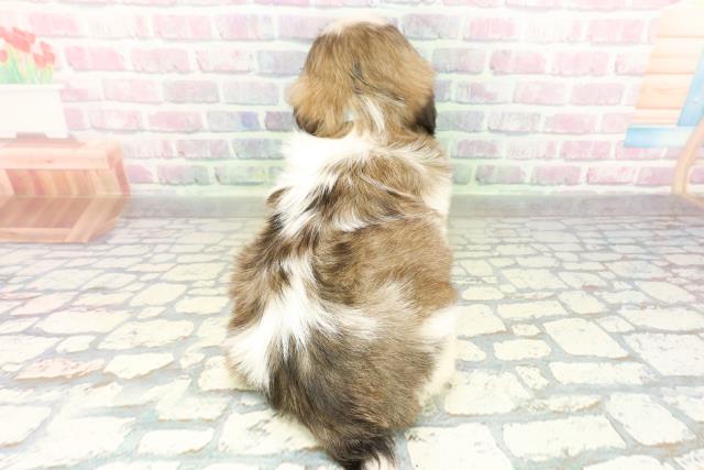 新潟県のシーズー (Coo&RIKU新潟東店/2026年3月2日生まれ/男の子/ホワイトゴールド)の子犬の4枚目の画像