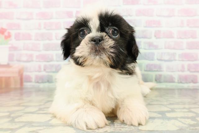 新潟県のシーズー (Coo&RIKU新潟西店/2026年3月2日生まれ/女の子/ホワイトブラック)の子犬の1枚目の画像