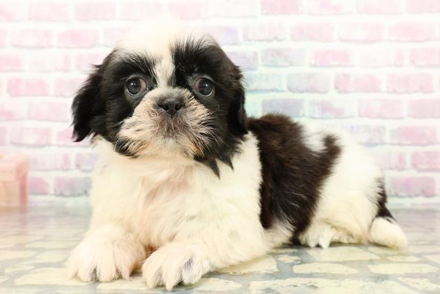 新潟県のシーズー (Coo&RIKU新潟西店/2026年3月2日生まれ/女の子/ホワイトブラック)の子犬の2枚目の画像