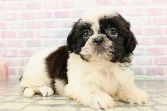 新潟県のシーズー (Coo&RIKU新潟西店/2026年3月2日生まれ/女の子/ホワイトブラック)の子犬の3枚目の画像