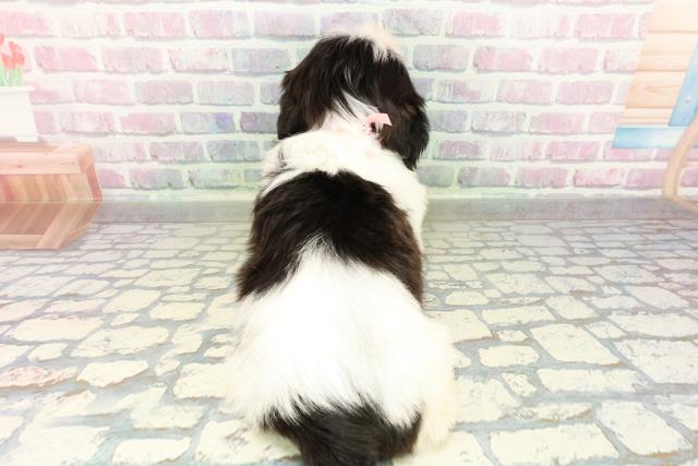 新潟県のシーズー (Coo&RIKU新潟西店/2026年3月2日生まれ/女の子/ホワイトブラック)の子犬の4枚目の画像