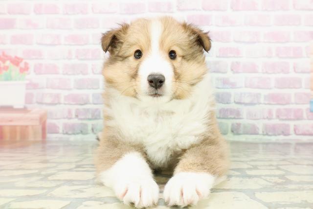 北海道のシェットランドシープドッグ (Coo&RIKU札幌東店/2026年2月24日生まれ/男の子/セーブルホワイト)の子犬の1枚目の画像