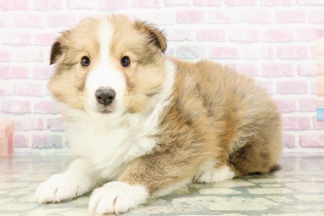 北海道のシェットランドシープドッグ (Coo&RIKU札幌東店/2026年2月24日生まれ/男の子/セーブルホワイト)の子犬の2枚目の画像