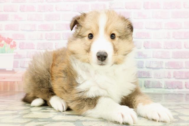 北海道のシェットランドシープドッグ (Coo&RIKU札幌東店/2026年2月24日生まれ/男の子/セーブルホワイト)の子犬の3枚目の画像