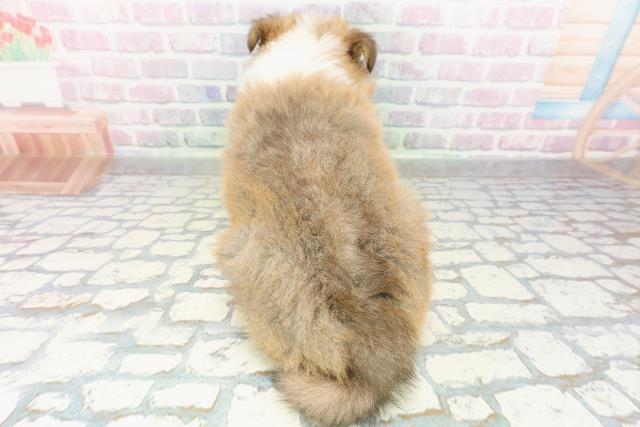 北海道のシェットランドシープドッグ (Coo&RIKU札幌東店/2026年2月24日生まれ/男の子/セーブルホワイト)の子犬の4枚目の画像