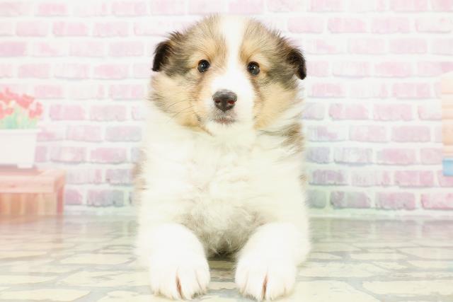 北海道のシェットランドシープドッグ (Coo&RIKU函館店/2026年2月24日生まれ/男の子/セーブルホワイト)の子犬の1枚目の画像