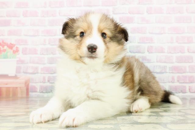 北海道のシェットランドシープドッグ (Coo&RIKU函館店/2026年2月24日生まれ/男の子/セーブルホワイト)の子犬の2枚目の画像