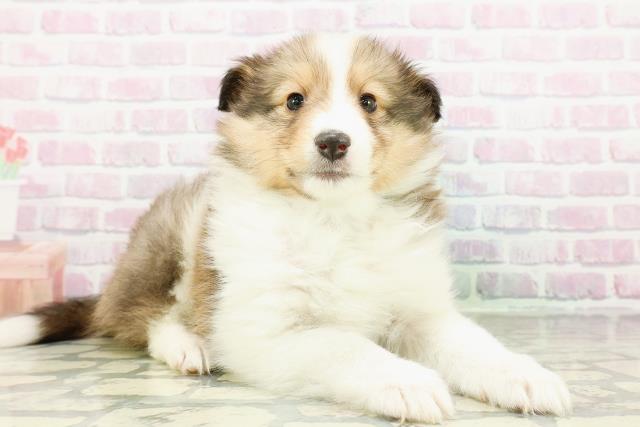 北海道のシェットランドシープドッグ (Coo&RIKU函館店/2026年2月24日生まれ/男の子/セーブルホワイト)の子犬の3枚目の画像