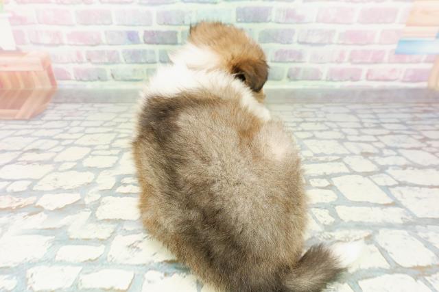 北海道のシェットランドシープドッグ (Coo&RIKU函館店/2026年2月24日生まれ/男の子/セーブルホワイト)の子犬の4枚目の画像