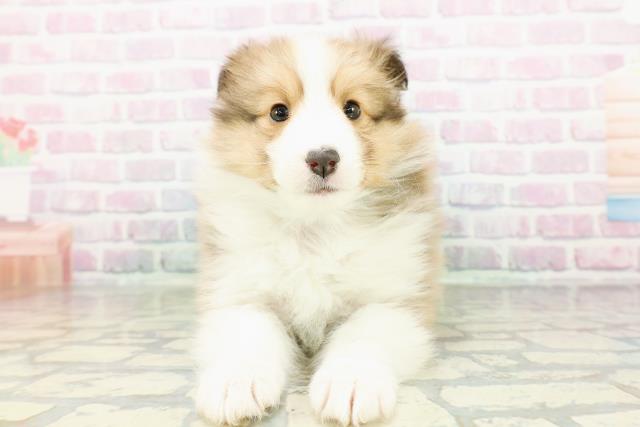 新潟県のシェットランドシープドッグ (Coo&RIKU新潟西店/2026年2月24日生まれ/男の子/セーブルホワイト)の子犬の1枚目の画像