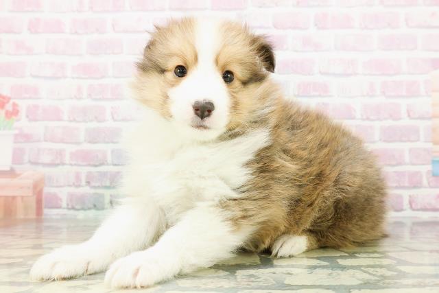 新潟県のシェットランドシープドッグ (Coo&RIKU新潟西店/2026年2月24日生まれ/男の子/セーブルホワイト)の子犬の2枚目の画像