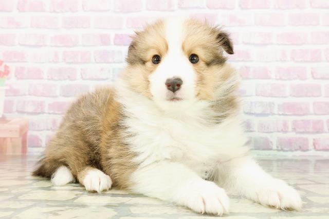 新潟県のシェットランドシープドッグ (Coo&RIKU新潟西店/2026年2月24日生まれ/男の子/セーブルホワイト)の子犬の3枚目の画像