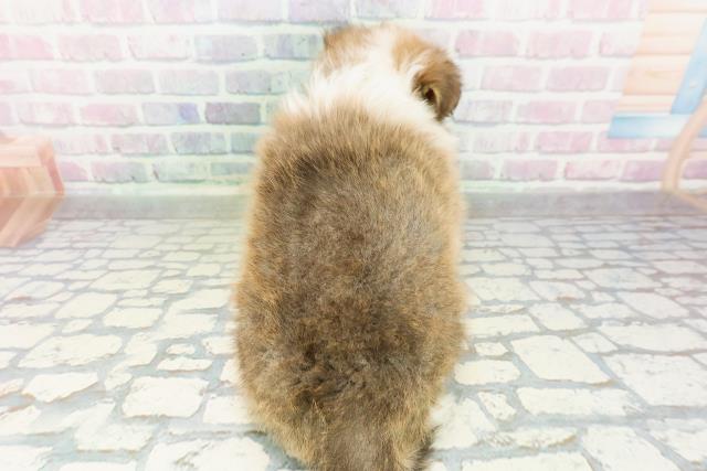 新潟県のシェットランドシープドッグ (Coo&RIKU新潟西店/2026年2月24日生まれ/男の子/セーブルホワイト)の子犬の4枚目の画像