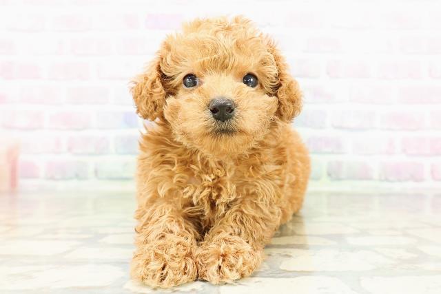 トイ・プードル