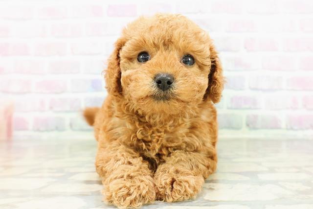 トイ・プードル