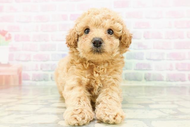 トイ・プードル