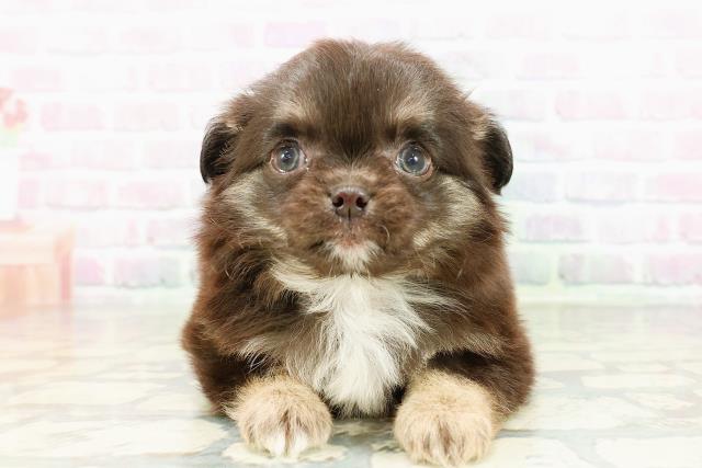 北海道のチワワ(ロング) (Coo&RIKU函館店/2026年3月1日生まれ/男の子/ブラックタンホワイト)の子犬の1枚目の画像