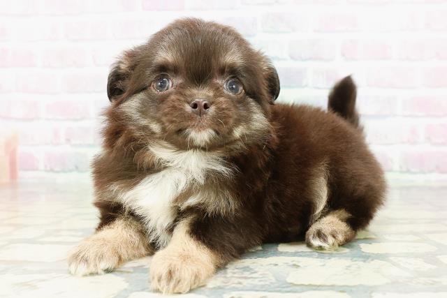 北海道のチワワ(ロング) (Coo&RIKU函館店/2026年3月1日生まれ/男の子/ブラックタンホワイト)の子犬の2枚目の画像