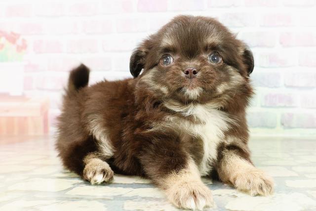 北海道のチワワ(ロング) (Coo&RIKU函館店/2026年3月1日生まれ/男の子/ブラックタンホワイト)の子犬の3枚目の画像