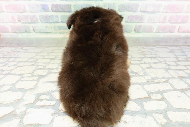 北海道のチワワ(ロング) (Coo&RIKU函館店/2026年3月1日生まれ/男の子/ブラックタンホワイト)の子犬の4枚目の画像