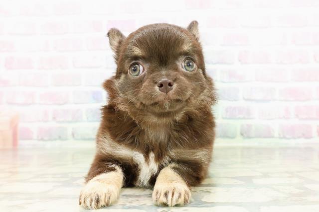 千葉県のチワワ(ロング) (Coo&RIKU木更津店/2026年3月1日生まれ/女の子/ブラックタン)の子犬の1枚目の画像