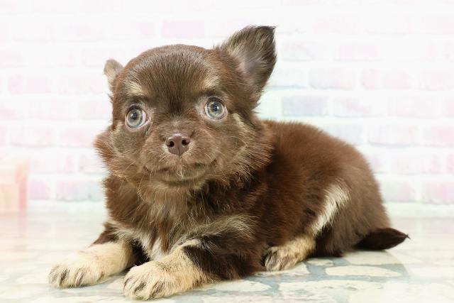 千葉県のチワワ(ロング) (Coo&RIKU木更津店/2026年3月1日生まれ/女の子/ブラックタン)の子犬の2枚目の画像