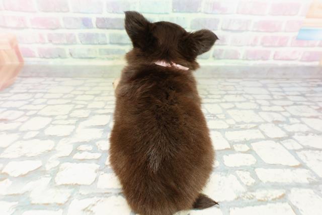 千葉県のチワワ(ロング) (Coo&RIKU木更津店/2026年3月1日生まれ/女の子/ブラックタン)の子犬の4枚目の画像