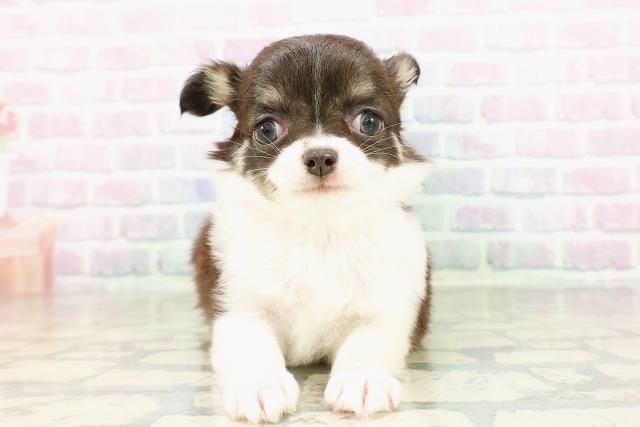 北海道のチワワ(ロング) (Coo&RIKU北見店/2026年3月1日生まれ/女の子/ブラックタンホワイト)の子犬の1枚目の画像