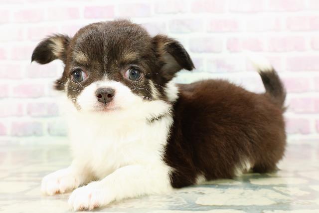 北海道のチワワ(ロング) (Coo&RIKU北見店/2026年3月1日生まれ/女の子/ブラックタンホワイト)の子犬の2枚目の画像