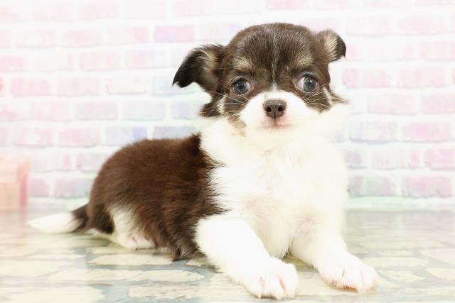 北海道のチワワ(ロング) (Coo&RIKU北見店/2026年3月1日生まれ/女の子/ブラックタンホワイト)の子犬の3枚目の画像