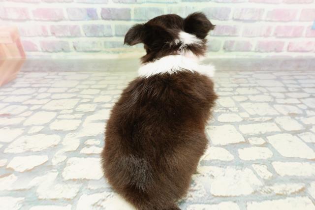 北海道のチワワ(ロング) (Coo&RIKU北見店/2026年3月1日生まれ/女の子/ブラックタンホワイト)の子犬の4枚目の画像