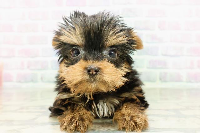 ヨークシャーテリア