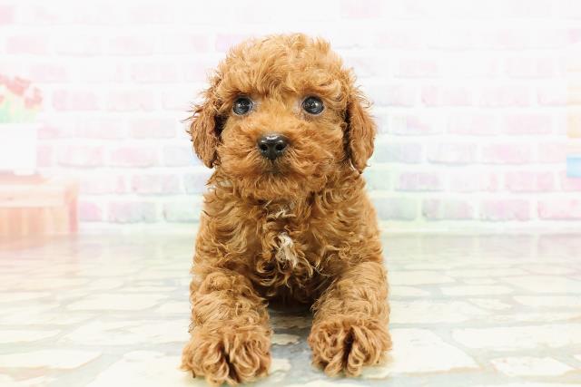 トイ・プードル