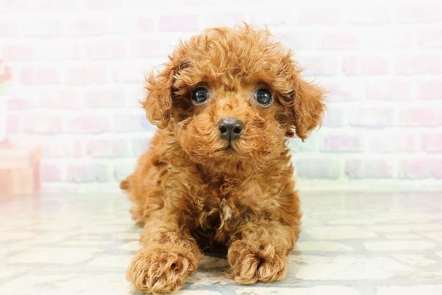 トイ・プードル