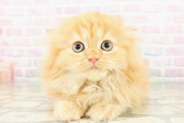 東京都のフォールデックス (Coo&RIKU中野サンモール店/2026年2月28日生まれ/女の子/レッドタビー)の子猫の1枚目の画像