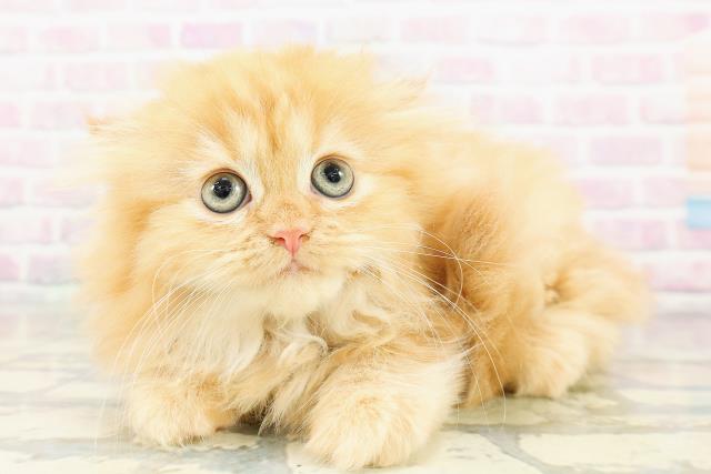 東京都のフォールデックス (Coo&RIKU中野サンモール店/2026年2月28日生まれ/女の子/レッドタビー)の子猫の2枚目の画像