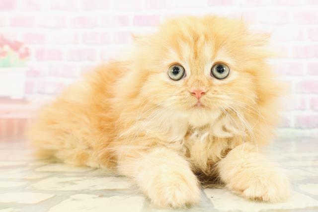 東京都のフォールデックス (Coo&RIKU中野サンモール店/2026年2月28日生まれ/女の子/レッドタビー)の子猫の3枚目の画像