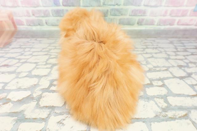 東京都のフォールデックス (Coo&RIKU中野サンモール店/2026年2月28日生まれ/女の子/レッドタビー)の子猫の4枚目の画像