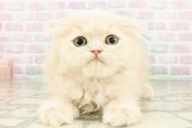 東京都のフォールデックス (Coo&RIKU池袋西口店/2026年2月28日生まれ/女の子/クリームタビー)の子猫の1枚目の画像