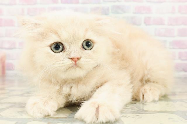 東京都のフォールデックス (Coo&RIKU池袋西口店/2026年2月28日生まれ/女の子/クリームタビー)の子猫の2枚目の画像